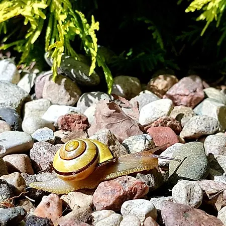 Holiday home Zacisze Lesne Lampa