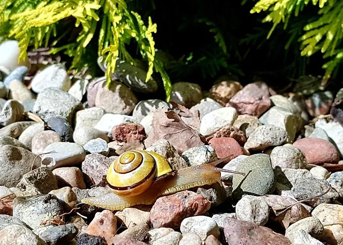 度假居 Zacisze Lesne Lampa